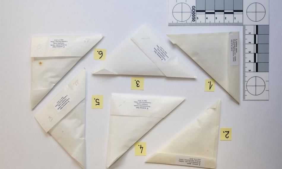 2015-1-15-944foto 4 motýli.jpg